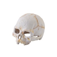 Exo Terra Primate Skull - Small