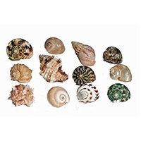 Hermit Crab Spare Shell - Regular - X-Large