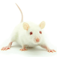 Raticool Frozen Mice - Pinkies - 10 Pack