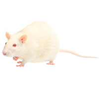 Raticool Frozen Rats - Medium (100-139g) - 5 Pack