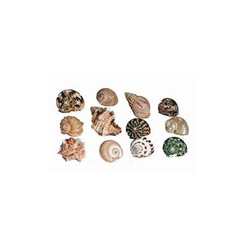 Hermit Crab Spare Shell - Regular - Medium